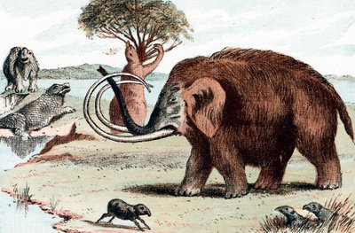 Villamammutti Mammuthus, 1892 tekijältä Unbekannt
