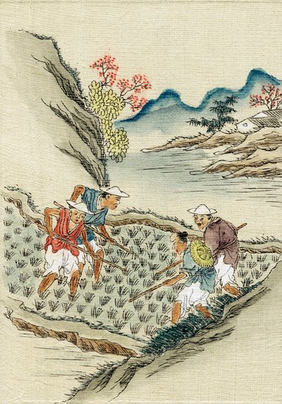 Työntekijät, jotka viljelevät riisiä riisipellolla, 1800-luku tekijältä Unbekannt