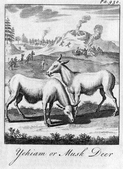 Yehiam tai myskipeura, 1700-luku tekijältä Unbekannt