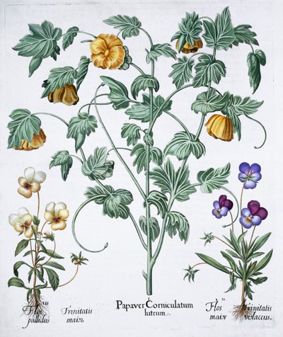 Keltainen unikko, 1613 tekijältä Unbekannt