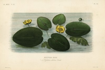 Keltainen lumpeen, Nuphar lutea, Nenuphar lutea, Nenuphar jaune tekijältä Unbekannt