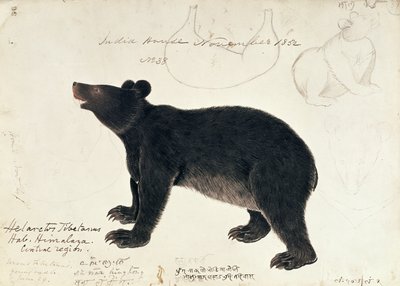 Piirros aasialaisesta mustakarhusta, Ursus Tibetanuksesta, Himalajan keskialueelta tekijältä Unbekannt Unbekannt