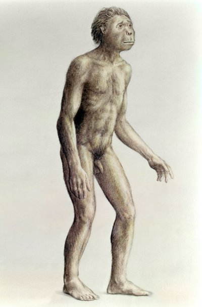 Homo habilis tekijältä Unbekannt Unbekannt