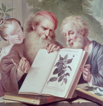 Kuvitus Hortus Cliffortianuksesta, Carl Linnaeus (1707-78) julkaistiin Amsterdamissa 1737-38 tekijältä Unbekannt Unbekannt