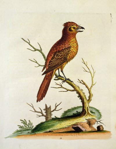 Indian Great Crested Bulcher Bird, pubi. toukokuu 1742, kirjoittanut G.E. Inard tekijältä Unbekannt Unbekannt