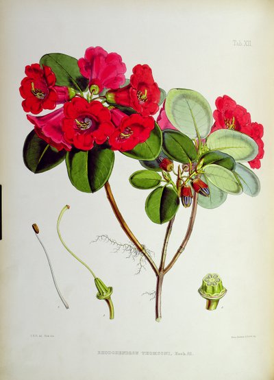 Rhododendron: Thomsoni, J.D. Hookerin teoksesta The Rhododendrons of Sikkim-Himalaya 1849-51 tekijältä Unbekannt Unbekannt