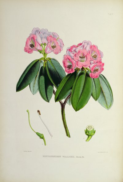 Rhododendron: Wallichii, J.D. Hookerin teoksesta The Rhododendrons of Sikkim-Himalaya 1849-51 tekijältä Unbekannt Unbekannt