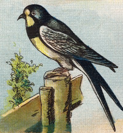 Pääskynen. Kaiverrus "Alphabet de ma petite fille". Bernardin-Bechet ja Fils, kirjakauppias-kustantajat, Pariisi, noin 1895. Rikkoutumaton albumi kankaalle. Bibliotheque des Bebes. 12 sivua. Albumi, joka sisältää lukumenetelmän ja havainnollisen abeceedary tekijältä Unbekannt