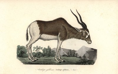 Addax-antilooppi, Addax nasomaculatus. Kriittisesti uhanalainen. Käsin värjätty kuparipiirros Rene Primevere Lessonin teoksesta Complements de Buffon, Pourrat Freres, Pariisi. tekijältä Unbekannter Künstler