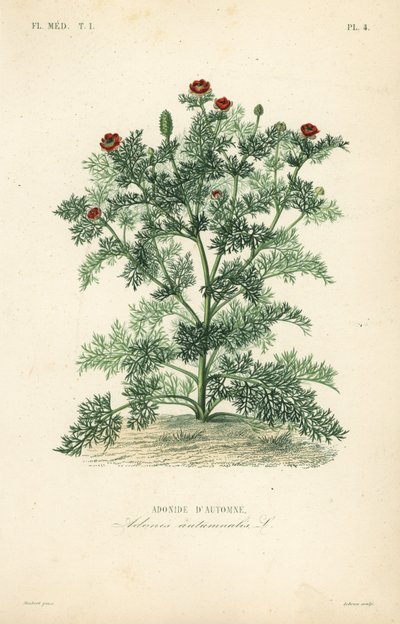 Adonis kukka tai fasaaninsilmä, Adonis yksivuotinen, Adonis autumnalis, Adonis d