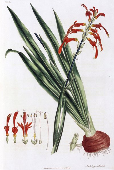 Afrikkalainen maissililja (African Corn Lily tai Antholyza aethiopica) tekijältä Unbekannt