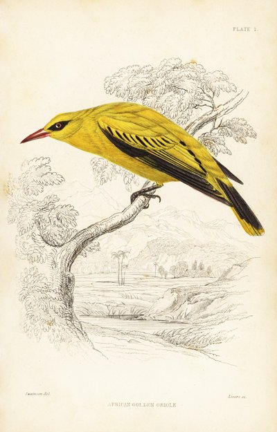 Afrikkalainen kultapiipari, Oriolus auratus. William Lizarsin käsin väritetty teräskaiverrus William Swainsonin mukaan Sir William Jardinen Naturalist