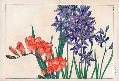 Agapanth tai Niilin lilja (sininen) ja freesia. Afrikkalainen lilja, Agapanthus africanus, ja freesia, Freesia refracta. Käsinvärjätty puupiirros Konan Tanigamin teoksesta "Seiyou Sokazufu" (Kuvakirja läntisistä kasveista ja kukista: kevät), Unsodo, Kyo. tekijältä Unbekannter Künstler