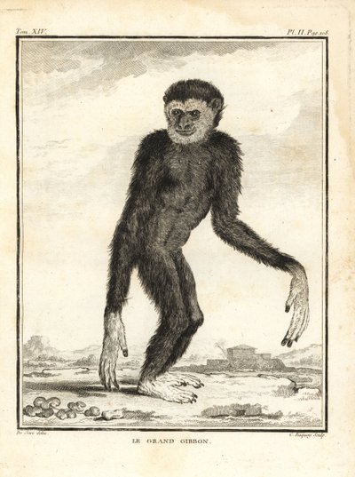 Ketterä gibbon, Hylobates agilis. Kääntynyt. Iso gibbon. C. Baquoyn kuparikaiverrus Jacques de Seven kuvituksen mukaan, Georges-Louis Leclerc, Comte de Buffonin teoksesta Histoire Naturelle, Imprimerie Royale, Pariisi. tekijältä Unbekannter Künstler