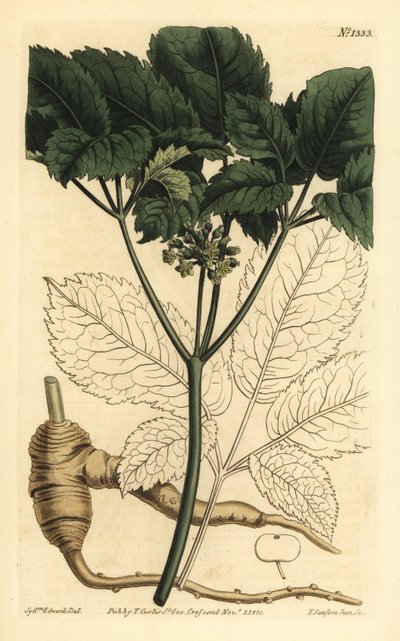 Amerikkalainen ginseng, Panax quinquefolius tekijältä Unbekannt