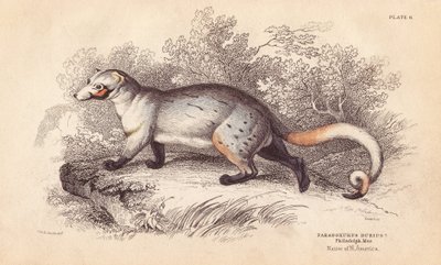 Amerikanparadoksi, Paradoxurus dubius. Philadelphian museossa olevasta yksilöstä. Lizarsin käsin väritetty teräskaiverrus Charles Hamilton Smithin kuvituksen mukaan William Jardinen Naturalist