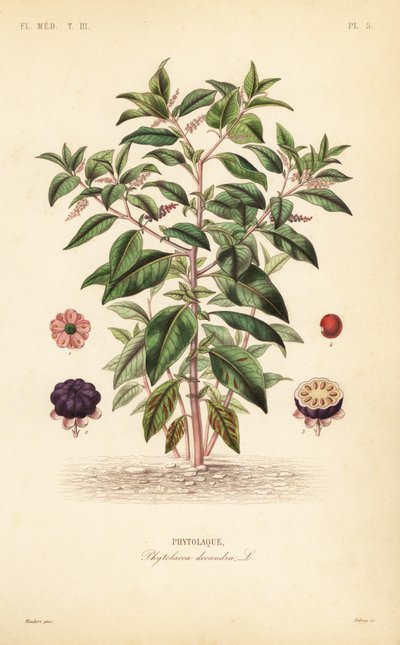 amerikkalainen kukkaro, Phytolacca americana, Phytolacca decandra, Phytolaque tekijältä Unbekannt