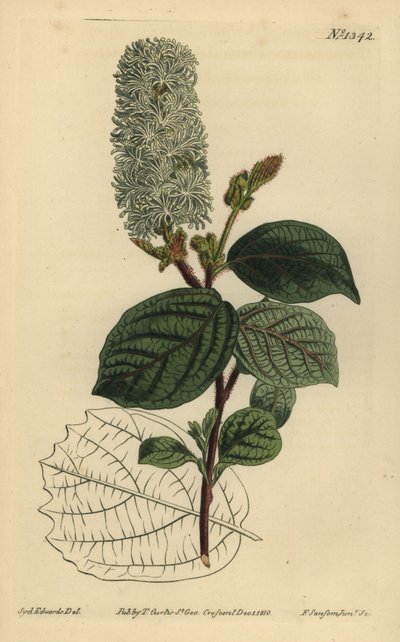 Amerikkalainen wych hassel, Fothergilla gardenii (leveälehtinen fothergilla, Fothergilla alnifolia major) tekijältä Unbekannt