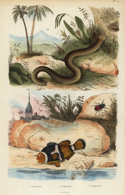 Amphicoma sculelata 1, satulapelle, Amphiprion polymnus 2 ja valkoinen matolisko, Amphisbaena alba 3. Amphiprion laticlavius ​​​​Amphicome, Amphiprion, Amphisbene tekijältä Unbekannt