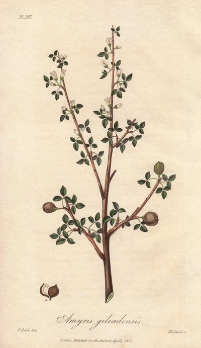 Amyris elemifera tai Elemi Tree (Commiphora gileadensis) William Clarken vahva vesi kuvittaa John Stephensonin ja James Morss Churchillin "Medical Botanical, Description of the Medicinal Plants of London, Edinburgh and Dublin", joka on julkaistu Londossa. tekijältä Unbekannter Künstler