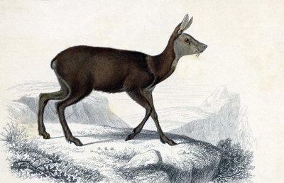 Eläinlauta: Chevrotain (Moschus Pygnueus). Mammiferes quadrupedes ruminants - teoksessa "Dictionnaire universel d
