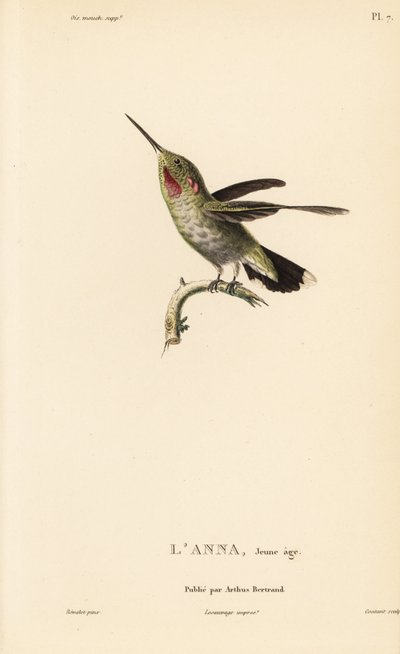 Annakolibri, Calypte anna (Ornismya anna), nuori. Coutantin käsivärillinen teräskaiverrus Jean-Gabriel Pretren kuvituksen mukaan, joka on peräisin Rene Primevere Lessonin teoksesta Natural History of the Colibri Genus of Hummingbirds. tekijältä Unbekannter Künstler