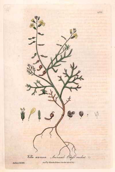 Vella annua (Vella annua) - Isaac Russellin kasvitieteellinen laatta, kaiverrettu Charles Matthewsin toimesta, William Baxterin (1788-1871) teoksesta "English Botanical Phenomenes". tekijältä Unbekannter Künstler
