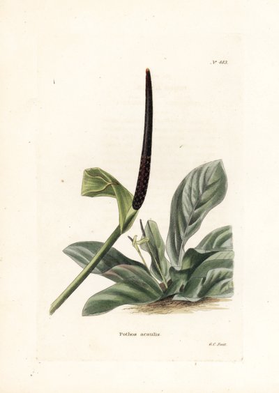 Anthuriumin linnunpesä tai anthuriumkaali (Pothos acaulis) - George Cooken litografia, Conrad Loddiges Botanical Cabinet -lehden (1738-1826) brittiläistä julkaisua varten. tekijältä Unbekannter Künstler