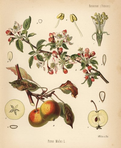 Omenapuu, Malus domestica (Pyrus malus). Kromolitografia Walther Mullerin kasvitieteellisen kuvituksen mukaan Hermann Adolph Koehlerin teoksesta Medicinal Plants, toimittanut Gustav Pabst, Koehler, Saksa. tekijältä Unbekannter Künstler