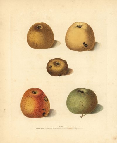 Omenalajikkeet, Malus domestica: Franklin