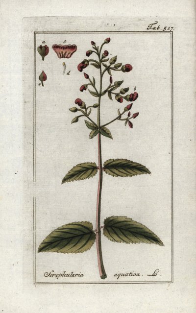 Vesikirvinen (Scrophularia aquatica). Litografia Johannes Zornin (1739-1799) teoksesta "Afbeelding der Artseny-Gewassen", Alankomaat. tekijältä Unbekannter Künstler