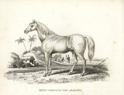 Arabianhevonen, Equus caballus var. arabicus. Sen kyljessä Napoleonin merkki, ranskalaisia sotilaita ja tykkejä Pohjois-Afrikan taistelukentällä. Käsinväritetty litografia Georg Friedrich Treitschken luonnonhistoriallisesta galleriasta, Naturhistor. tekijältä Unbekannter Künstler