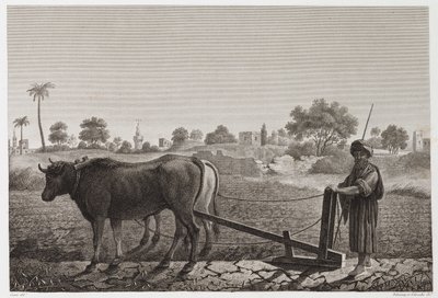 Peltoviljely, kyntö, kyntö härkien kanssa, Egypti, n. 1798 tekijältä Unbekannt