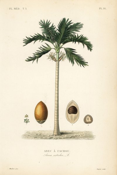 Areca pähkinäpalmu, Areca catechu, Arec a cachou tekijältä Unbekannt