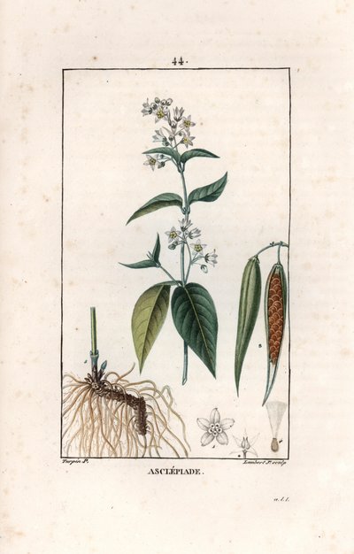 Asclepiade ou herbe à la wadding ou herbe aux parruches - Lambert filsin kaiverrus Pierre Jean Francois Turpinin (1775-1840) piirroksesta, otettu teoksesta La flore medicale, Chaumeton, Poiret et Chamberet, Pariisi 1830 - Pääskynsisara, Vincetoxicum hirund tekijältä Unbekannter Künstler