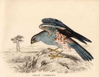 Tuhkakurjenmiekka, Circus cineraceus. Käsinvärjätty teräskaiverrus Georg Friedrich Treitschken luonnonhistoriallisesta galleriasta, Naturhistorischer Bildersaal des Thierreiches, Liepzig. tekijältä Unbekannter Künstler