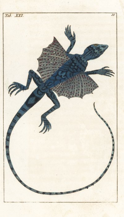 Aasialainen lentävä lisko - Forte Water Gottlieb Tobias Wilhelmin (1758-1811) kirjoittama, luonnonhistoriallisesta tietosanakirjasta (Encyclopedie of Natural History): Amphibians tekijältä Unbekannter Künstler