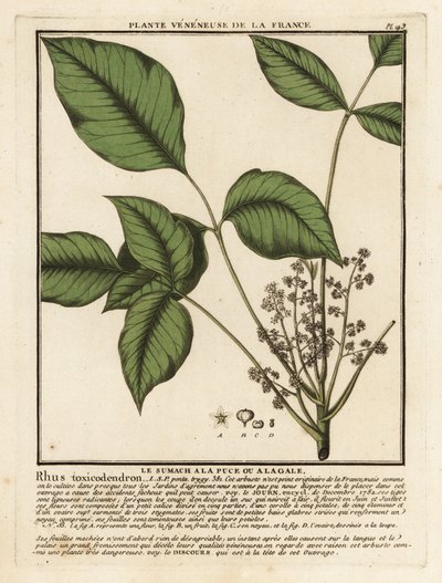 Atlantin myrkkytammi, Toxicodendron pubescens. tekijältä Unbekannter Künstler
