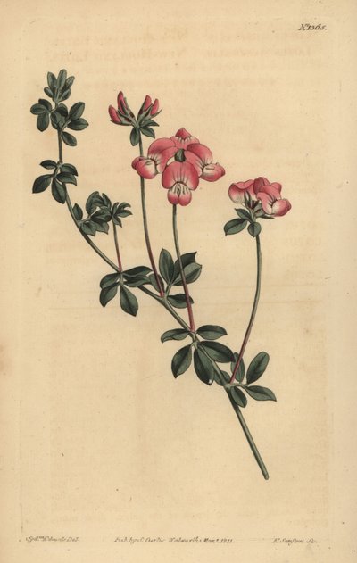 Austral trefoil tai New-Holland Lotus, Lotus australis tekijältä Unbekannt