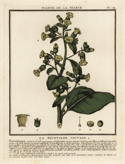 Aztec-tupakka, Nicotiana rustica. tekijältä Unbekannter Künstler