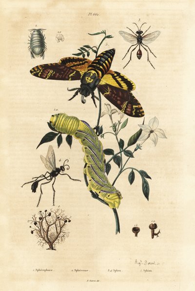 Pallojäkälä, Sphaerophorus globulus 1, Dynamene-äyriäinen 2, kaivaja-ampiaiset, Sphex-lajit 3,4 ja afrikkalainen kuolonpäähaukka, Acherontia atropos ja toukka 5 tekijältä Unbekannt