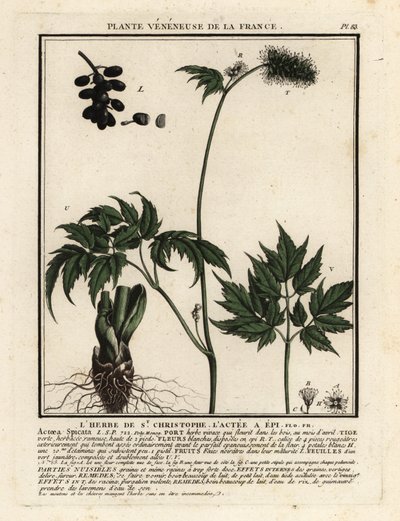 Baneberry, Actaea spicata. tekijältä Unbekannter Künstler
