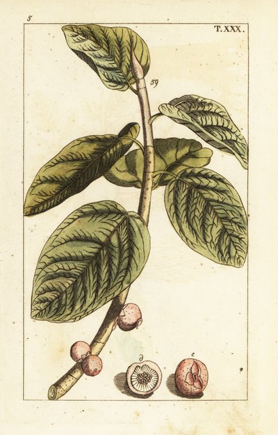 Banyan viikunanoksa hedelmillä, Ficus benghalensis. tekijältä Unbekannter Künstler