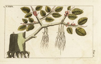 Banyan viikunapuu ilmajuurilla, Ficus benghalensis. tekijältä Unbekannter Künstler