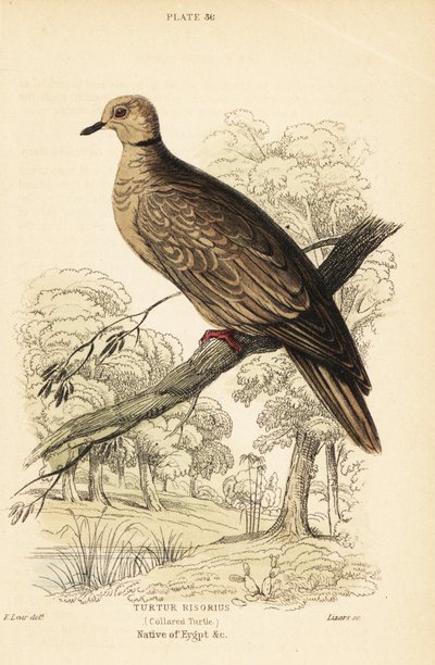 Barbary kyyhkynen, Streptopelia risoria. 1889 (kaiverrus) tekijältä Unbekannter Künstler