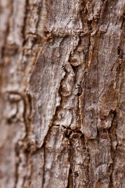 Bark II (valokuva) tekijältä Unbekannter Künstler