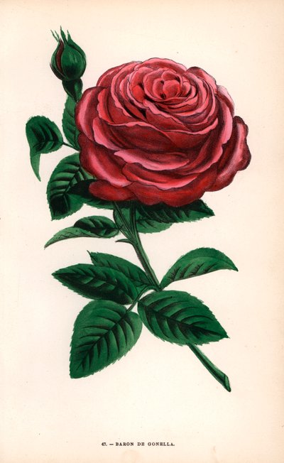 Baron de Gonella -ruusu, Ile-Bourbon-ruusun lajike, jonka Monsieur Guillot Sr. kasvatti Lyonissa vuonna 1859. F. Grobon on piirtänyt ja litografoinut kromolitografian Hippolyte Jamainin ja Eugene Forneyn teoksesta "Les Roses", Pariisi, J. Rothschild. tekijältä Unbekannter Künstler
