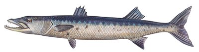 Barracuda - Suuri barracuda (Sphyraena barracuda) tekijältä Unbekannter Künstler