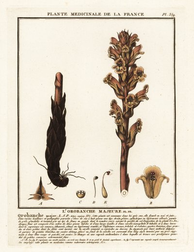 Bedstraw broomrape; Orobanche caryophyllacea. tekijältä Unbekannter Künstler