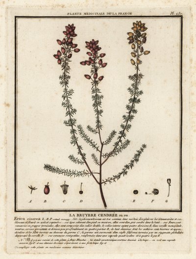 Bell heather, Erica cinerea.    1376839   fi       finnish Successfully Translated  Original: Girl with a rake in fjord landscape Translat: Girl with a rake in fjord landscape 1319038 fi finnish Successfully Translated Original: Buddhist angel--Apsaras Tra tekijältä Unbekannter Künstler